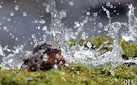 [포토]시원스레 물줄기 맞는 개구리 '봄이 왔어요'
