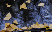 [포토] 가을비 은행잎