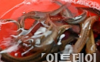 ‘생방송 투데이’ 털레기 맛집 벵게식당 “텔레기가 뭐지?”