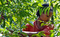 [프런티어 마켓에 주목하라] 에티오피아, 다양한 생태환경… 농업이 경제 이끌어