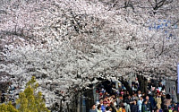 여의도 벚꽃 4월 15일 절정...&quot;바야흐로 봄이구나, 작년보다 5일 늦네&quot;