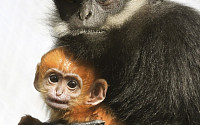 [포토] 프랑수아랑구르 원숭이 &quot;엄마랑 색이 달라&quot;