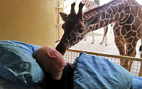 [포토]동물원 청소부에게 전한 기린의 마지막 키스