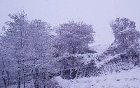 [포토]도심내 눈이 내린 야산 풍경