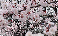 벚꽃 개화 기준은 무엇?...여의도 윤중로 만개 시점은 4월 4~6일