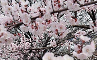 서울 벚꽃 사상 첫 3월 개화…작년보다 18일 빨라