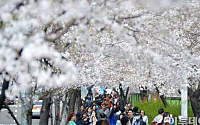 벚꽃축제 일정, 내일부터 윤중로 교통통제...&quot;벌써 만개, 빨리 가자~&quot;