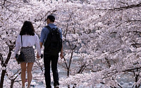 오늘 초여름 날씨, 서울 초유 3월 벚꽃축제 일정 '비상'…이상고온 현상 왜?