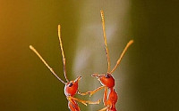 춤추는 개미 커플, 불타는 정열과 사랑을…'춤 바람 난 개미들~'