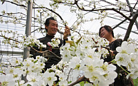[포토뉴스] 봄바람 불더니… 서둘러 핀 '배꽃' 가루받이 한창