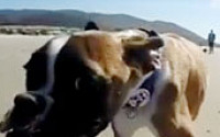[붐업영상]다리가 두개 뿐인 강아지의 힘찬 달리기 '뭉클'