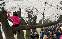 [포토]'벚꽃나무 위에는 오르지 마세요'