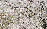 [포토]벚꽃비 내리는 윤중로