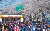 [포토]여의도 사랑의 봄꽃길 걷기대회 '절정의 벚꽃길'