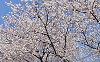 여의도 벚꽃축제 ‘벚꽃엔딩’…네티즌 “모든 솔로들의 마음이 하늘에 닿았다”