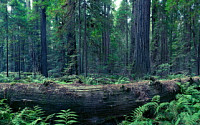 세계에서 가장 높은 나무 '레드우드'…자고 일어나면 묘목 성장, 매년 1.8m씩 커