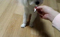 강아지 만취 영상 이어 강아지 담배 영상 “맛있지? 아 너무 웃겨”