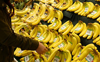 바나나 전염병 세계로 확산...바나나, '황제 다이어트' 식품으로 격상하나