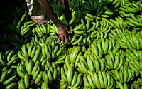 바나나전염병, 동남아 강타...현재 중동ㆍ아프리카로 확산 중