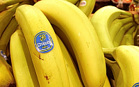 바나나전염병 취약 종 캐번디시, 어떤 품종? 시중 판매 대부분 차지
