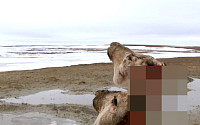 ‘최후의 툰드라’ 순록과 함께 사는 삶…죽은 순록의 영혼은 하늘의 신께