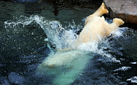 [포토] 수영하는 북극곰 &quot;난 지금도 더워!&quot;