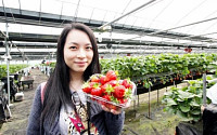양평군 초청 투어 나선 홍콩 언론인들 “아름다운 자연 속 딸기체험 반했죠”