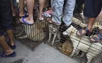 [포토] 철장에 갇힌 강아지들…中 개고기 축제 열려