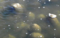 영산강서 괴생물체 큰빗이끼벌레 대량 번식...4대강 생태계 복원 시급