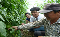 [독자사연]  춘천시 서면의 '박사'급 친환경 토마토 재배 농사꾼들