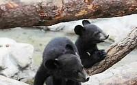 국립공원관리공단, 지리산서 아기 반달곰 2마리 추가 발견