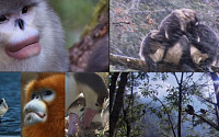 한중일 3개국 공동제작 '위험한생명' 2편, 멸종위기 처한 황금원숭이 흔적 찾아 나서
