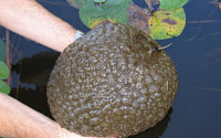 큰빗이끼벌레 무리, 최대 지름 2.8m짜리도 발견...일본서 식용으로 시도
