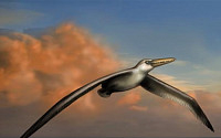 날개 길이 7.4m… 세계 최대 새 화제