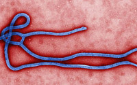 에볼라 바이러스 증상, 초기엔 감기 증상...열흘 안에 사망할 수도