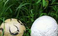 담양 괴물버섯 “축구공 크기 댕구알버섯, 남자 ‘그곳’에 효과 탁월”