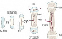 성장판 위치, 알면 더 커질 수 있다고?