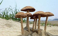 모래서 자라는 버섯 발견…&quot;공식명칭은 태안 원두막 버섯?&quot;