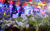 [포토] 식물 키우는 LED조명