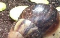 아프리카 왕달팽이, 기생충 전염 공포감 확산… 정말일까?