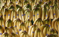 바나나 가장 많이 수입하는 나라는 쿠웨이트…한국은 24위