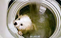 [포토] 자신의 개를 세탁기에 넣어 돌린 男 '경악'