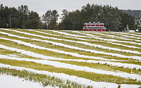 [포토] 한여름에 눈으로 뒤덮힌 캐나다 카놀라 농장