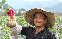 열대작물 '히카마' 국내 재배… 세계 10대 건강식품 선정 이유는?