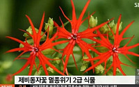 멸종위기 제비동자꽃 복원, 네티즌 관심 증폭 “어떤 꽃이길래?”