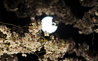 [포토] 달과 벚꽃