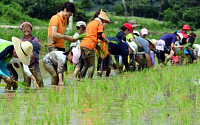 벼농사 풍년 전망… 2013년산 쌀 1가마니당 16만6000원 “재고 처분 서둘러”