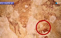 인도네시아서 4만 년 전 동굴 벽화 발견, 사람 손자국도 발견…서양 중심 예술사 변화하나?