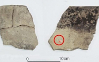 가장 오래된 팥 흔적 발견…일본보다 2000년 빨라, 얼마나 오래됐길래?