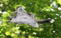 속리산 하늘다람쥐 서식…하늘을 나는 다람쥐, 최대 100m도 '훨훨'